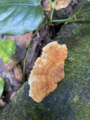 Stereum versicolor