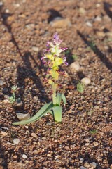 Lachenalia framesii