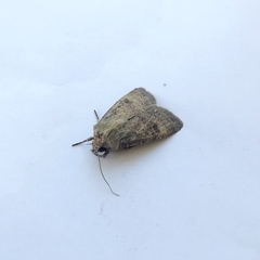 Agrotis trux