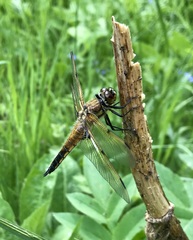 Libellula quadrimaculata