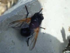 Mesembrina meridiana