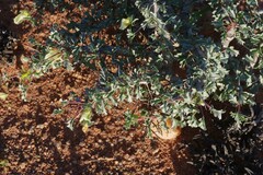Monsonia