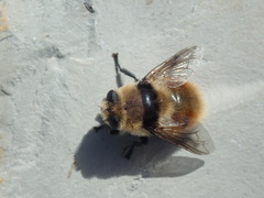 Cephenemyia stimulator