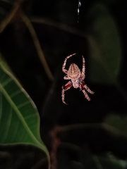 Parawixia
