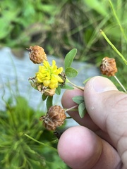 Trifolium aureum