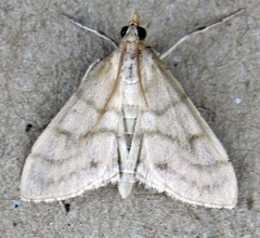 Paracorsia repandalis