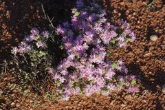 Ruschieae