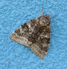 Catocala fraxini