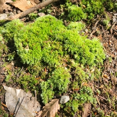 Bryum argenteum