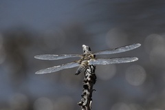 Libellula quadrimaculata