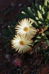 Ruschieae