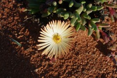 Ruschieae