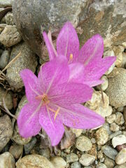 Colchicum bivonae