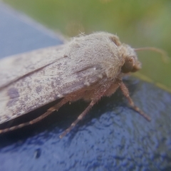Agrotis trux