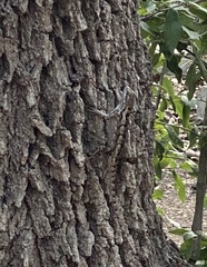 Sceloporus olivaceus