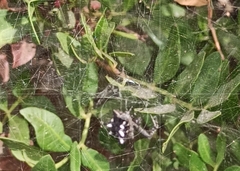 Cyrtophora citricola