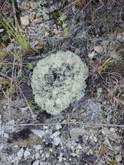 Cladonia arbuscula
