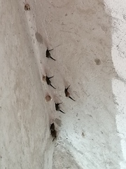 Balantiopteryx plicata