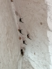 Balantiopteryx plicata