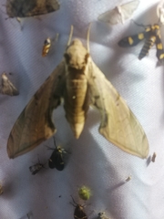 Protambulyx strigilis