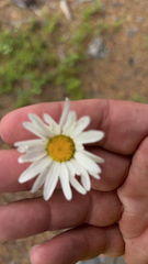 Leucanthemum maximum