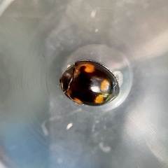 Exochomus quadripustulatus