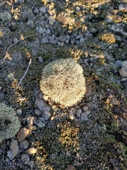 Cladonia arbuscula