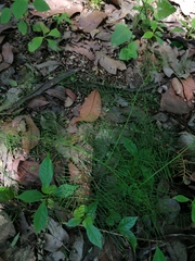 Ipomoea quamoclit