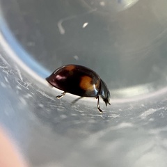 Exochomus quadripustulatus