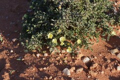 Monsonia