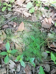 Ipomoea quamoclit