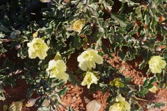 Monsonia