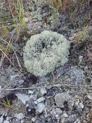Cladonia arbuscula
