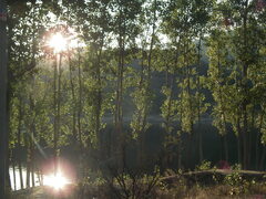 Populus