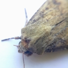 Agrotis trux