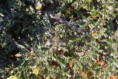 Monsonia
