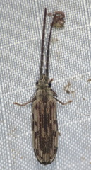 Tenomerga cinerea