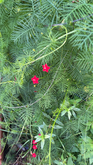 Ipomoea quamoclit