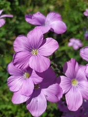 Linum hypericifolium