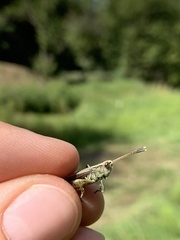 Gomphocerippus rufus