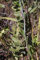 Hypenia macrantha