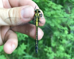 Gomphus vulgatissimus
