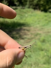 Gomphocerippus rufus