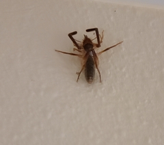Eremobatidae