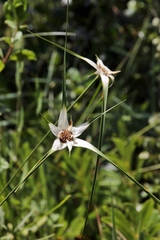 Rhynchospora consanguinea