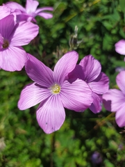 Linum hypericifolium