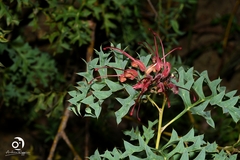 Grevillea bipinnatifida