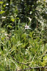 Rhynchospora consanguinea