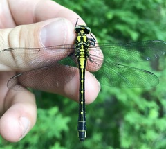 Gomphus vulgatissimus