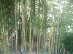 Phyllostachys aureosulcata